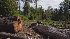 Best Firewood Processing and Delivery  in Kidron, OH